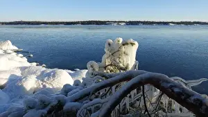Arctic Sea Prints: Frozen trees and plants on the coast of Northern Europe during a sunny morning