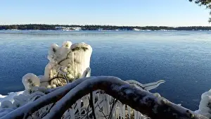 Arctic Sea Prints: Frozen trees and plants on the coast of Northern Europe during a sunny morning