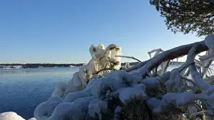 Arctic Sea Prints: Frozen trees and plants on the coast of Northern Europe during a sunny morning