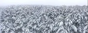 Treetops Prints: frozen winter forest in foggy day with fir-trees covered by snow. wide aerial panorama