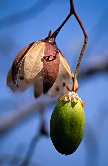 Pods Prints: Fruit and burst seed pod of Kapok tree Calder River Kimberley Region Western Australia vertical