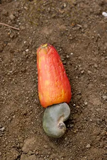 The fruit of the cashew Anacardium occidentale showing the nut and the false fruit