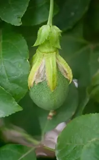Passion Flower Prints: Fruit of the Passiflora (Passion Fruit) vine emerges from a blossom