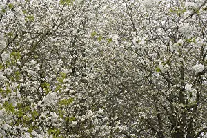 Nederland Prints: Fruitbomen in de Betuwe; Orchards in the Betuwe