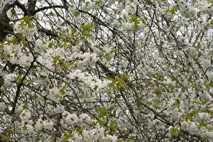 Nederland Prints: Fruitbomen in de Betuwe; Orchards in the Betuwe