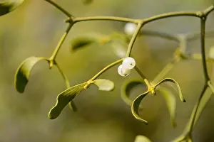 Christmas Decoration Prints: Fruiting Mistletoe, parasiting on Appletree