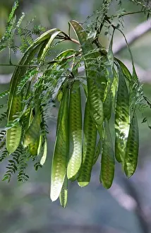 Fruits of wild Legumes Fabaceae Pea family tree Kathmandu valley Nepal