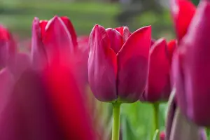 Tulip Prints: Fuchsia coloured flowers in selective focus. Closeup