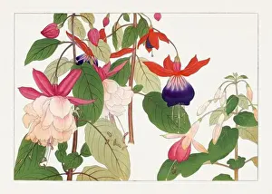Fuchsia flower. Asian art. Japanese flower woodblock art by Tanigami Kônan