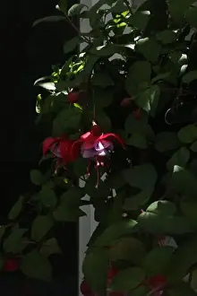 Dark Background Prints: A Fuchsia Magellanica plant with purple and red flowers and flower buds hangind in a dark
