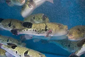 Puffer Prints: Fugu, or puffer fish, are luxury fish that are used as ingredients in food eaten all year round in Japan