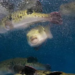 Puffer Prints: Fugu, or puffer fish, are luxury fish that are used as ingredients in food eaten all year round in Japan