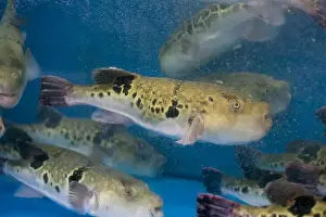 Puffer Prints: Fugu, or puffer fish, are luxury fish that are used as ingredients in food eaten all year round in Japan
