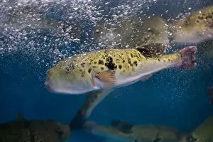 Puffer Prints: Fugu, or puffer fish, are luxury fish that are used as ingredients in food eaten all year round in Japan