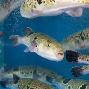 Puffer Prints: Fugu, or puffer fish, are luxury fish that are used as ingredients in food eaten all year round in Japan