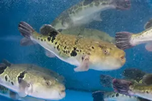 Puffer Prints: Fugu, or puffer fish, are luxury fish that are used as ingredients in food eaten all year round in Japan