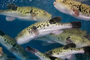 Puffer Prints: Fugu, or puffer fish, are luxury fish that are used as ingredients in food eaten all year round in Japan