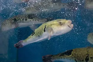 Puffer Prints: Fugu, or puffer fish, are luxury fish that are used as ingredients in food eaten all year round in Japan