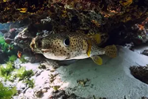 Blowfish Prints: Fugu of Puffer fish swims close up under coral reef rock in tropical sea