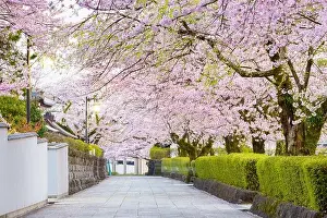 Fujinomiya, Shizuoka, Japan old town streets with cherry blossoms in Spring season