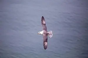 Arctic Regions Prints: The Fulmar, with its graceful flight