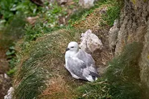 Arctic Regions Prints: The Fulmar, with its graceful flight