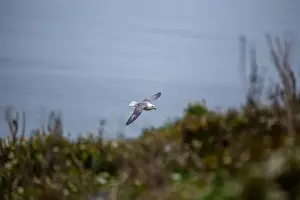 Arctic Regions Prints: The Fulmar, with its graceful flight