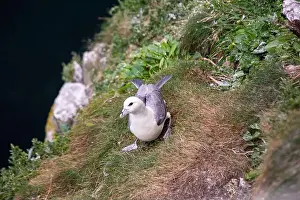 Arctic Regions Prints: The Fulmar, with its graceful flight