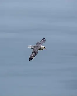 Arctic Regions Prints: The Fulmar, with its graceful flight