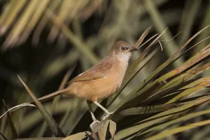 Moroccan Prints: Fulvous Babbler - Akaziendrossling - Argya fulva ssp. maroccana, Morocco, Africa