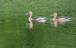 Bellied Prints: The fulvous whistling ducks (Dendrocygna bicolor), Lafitte's Cove, Texas, USA