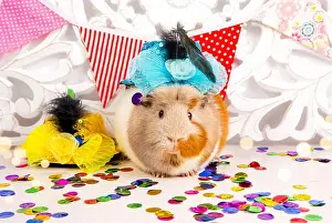 Comical Prints: Fun festive guinea pig with party hat