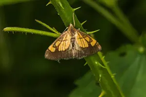 Sits Prints: fungus butterfly (evergestis limbata)