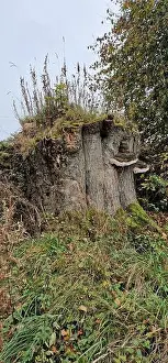 Alive Prints: Fungus growing on trees in the Peak District, Northwest England