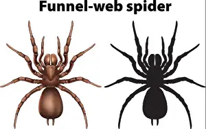Deadly Prints: Funnel web spider in silhouette and colored illustration