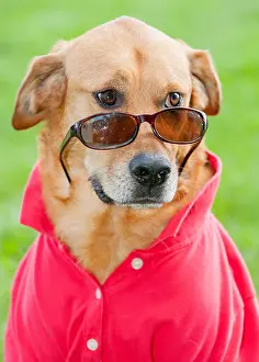 Dressed Up Prints: Funny adorable hysterical brown shelter rescue lab mix dog wearing sunglasses