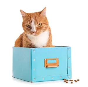 Whiskers Prints: Funny cat in blue box on white background