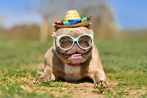 Lying Down Prints: Funny cool French Bulldog dog wearing blue sunglasses and Mexican straw hat in summer on hot day