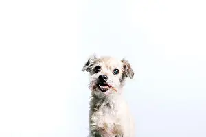 Stare Prints: Funny fluffy white little lap dog sitting against white background and looking at camera