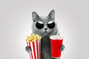 British Shorthair Prints: Funny hipster cat with vintage sunglasses holds popcorn and paper cup of drink