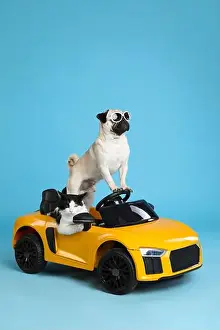 Funny pug dog and cat in toy car on light blue background