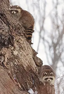 Raccoon Prints: Funny raccoons on the tree, Montreal, Canada