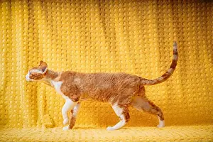 Devon Prints: Funny Red Ginger Devon Rex Cat Posing On Plaid