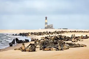 Fur seal colony enjoy the heat of the sun at the Walvis Bay near lighthouse at Sandwich Harbour, Swacopmund, Namibia, Africa. Wildlife photography