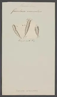 Furcularia vermicularis 130 Furcularia vermicularis - - Print - Iconographia Zoologica - Special Collections University
