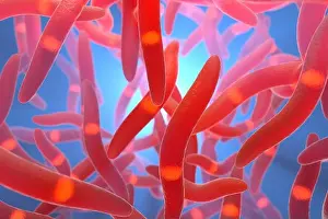 Dental Prints: Fusobacterium bacteria, illustration