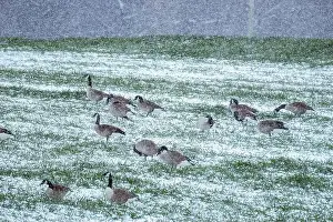 Long Neck Prints: A gaggle of Canada Geese that decided not to fly south for the winter