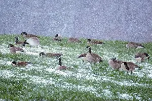 Long Neck Prints: A gaggle of Canada Geese in the snow