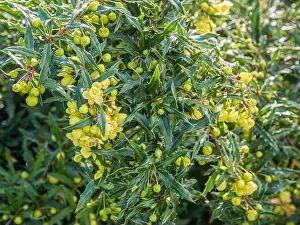 Shrubs Prints: Gagnepain's barberry (Berberis gagnepainii)