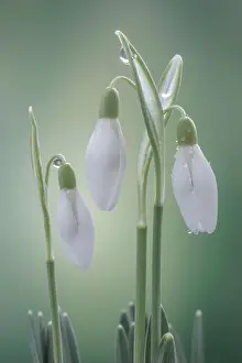 Snowdrop Prints: Galanthus nivalis (snowdrop) in bud